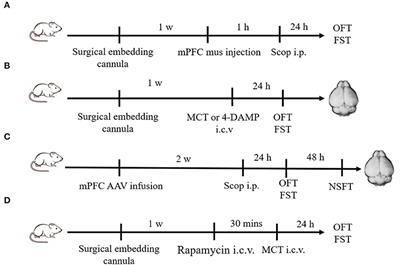 M2-AChR Mediates Rapid Antidepressant Effects of Scopolamine Through Activating the mTORC1-BDNF Signaling Pathway in the Medial Prefrontal Cortex